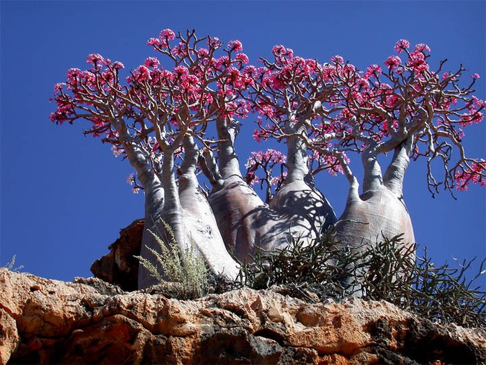 Hoa Hồng Sa mạc - loài cây gần giống hoa sứ, hoa đại ở Việt Nam